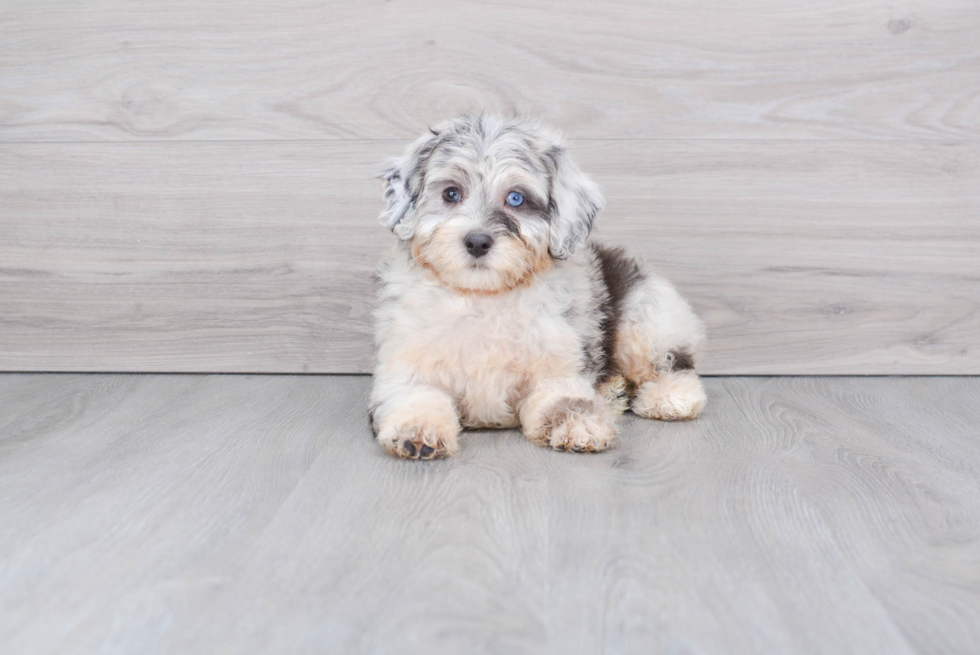 Little Aussiepoo Poodle Mix Puppy