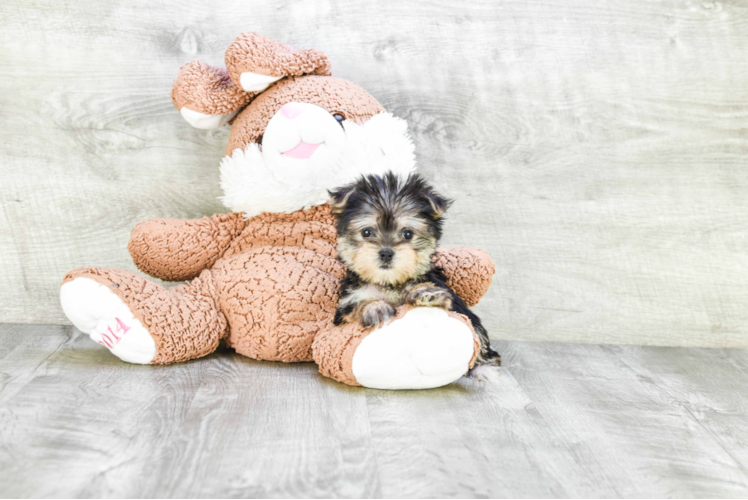 Morkie Pup Being Cute