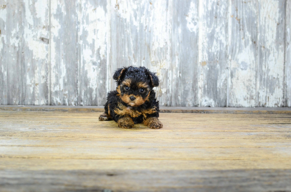 Smart Yorkie Poo Poodle Mix Pup