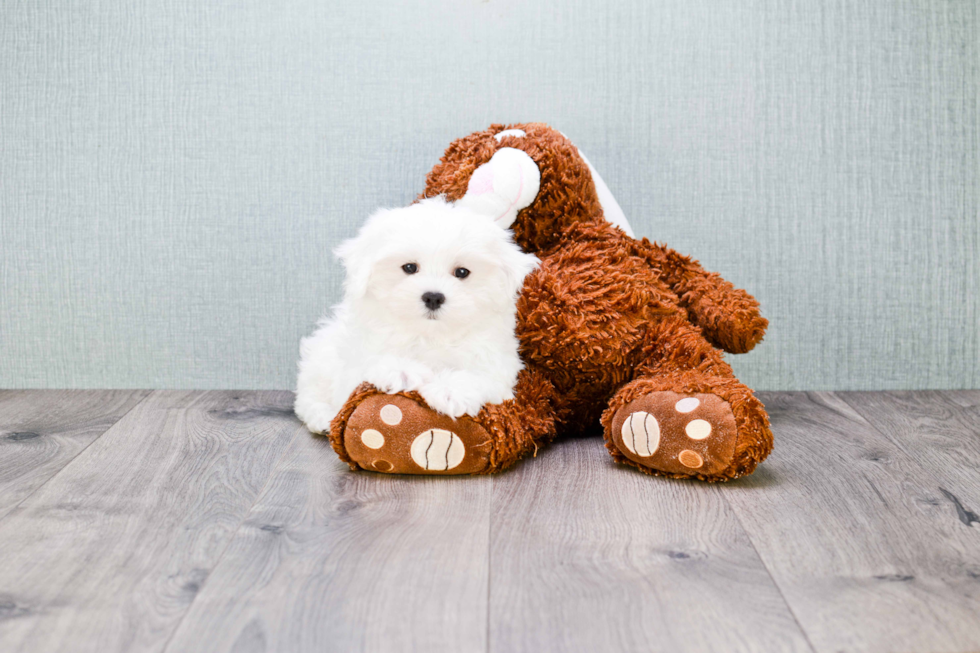 Little Maltese Purebred Pup