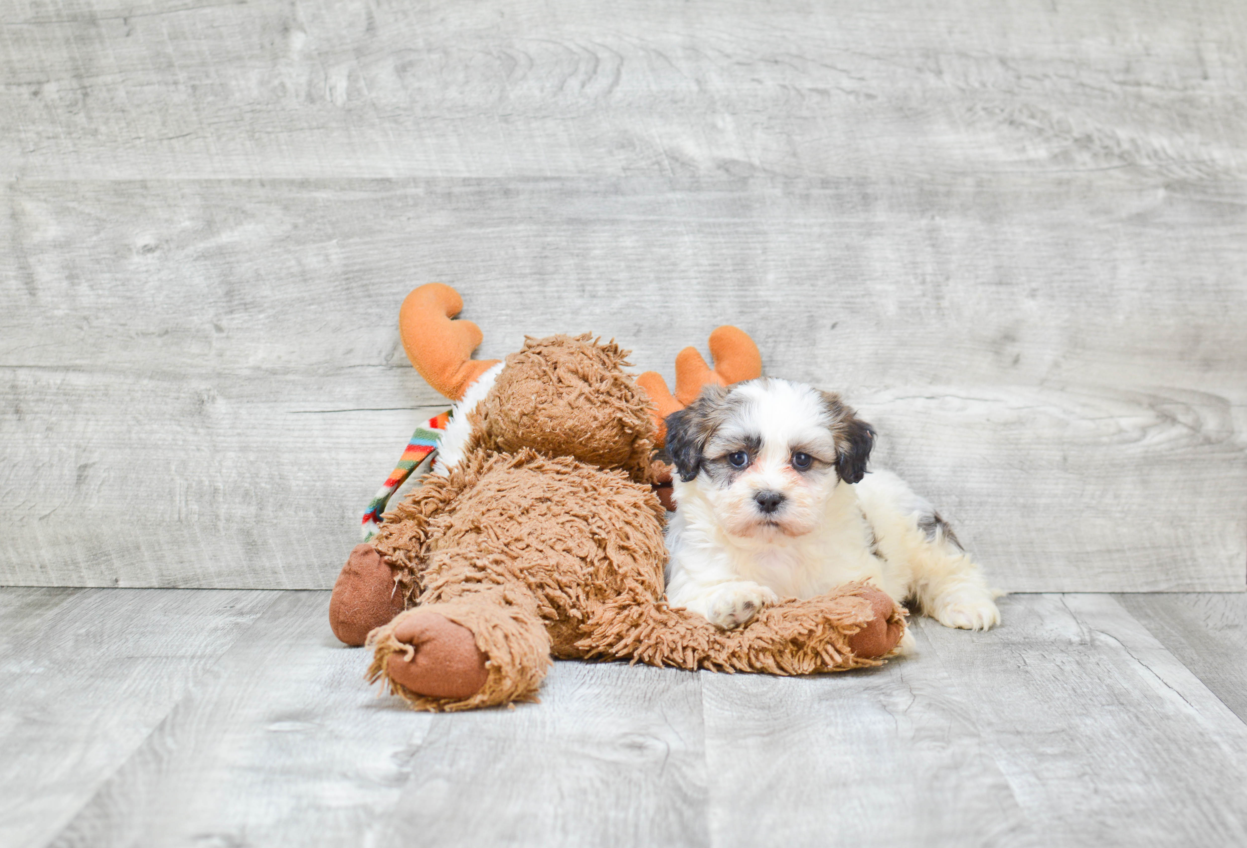 Cute Teddy Bear Baby