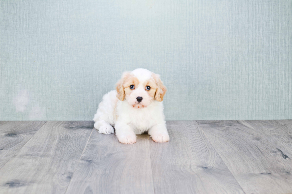 Cavachon Puppy for Adoption