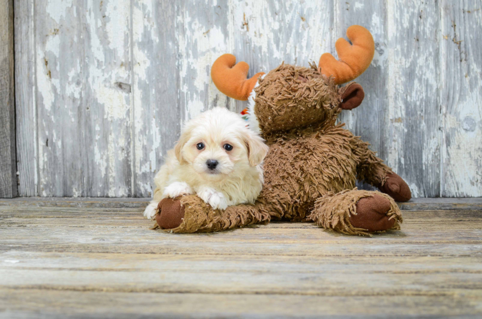 Petite Maltipoo Poodle Mix Pup