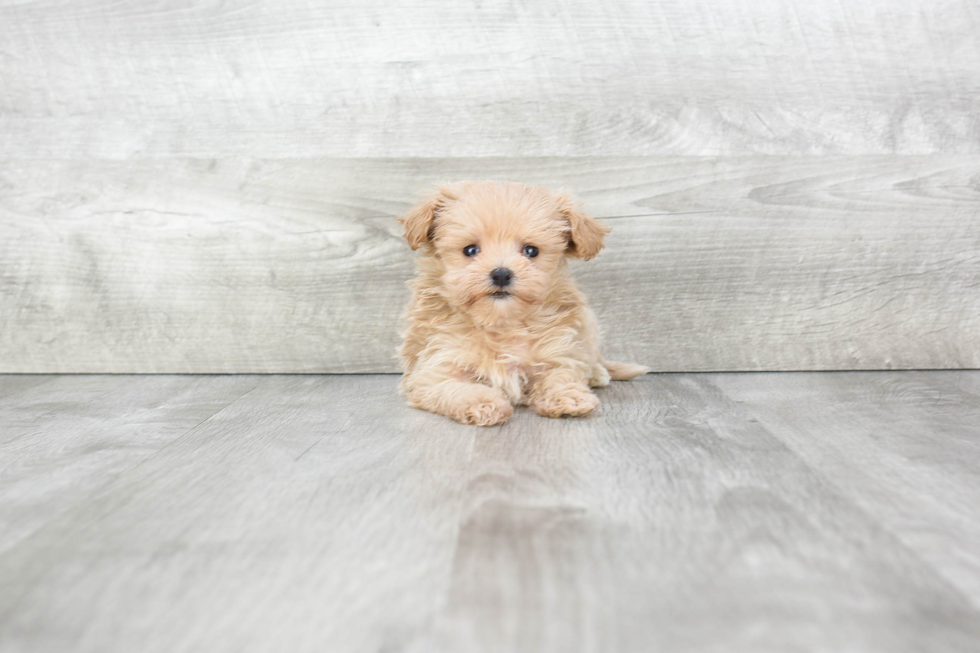 Maltipoo Pup Being Cute