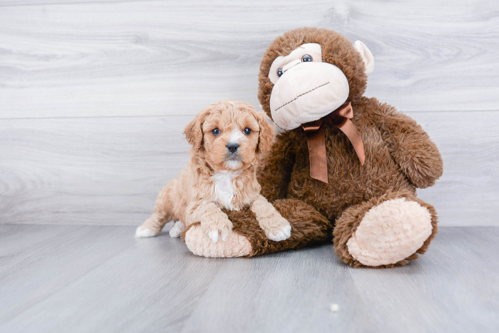 Cavapoo Pup Being Cute