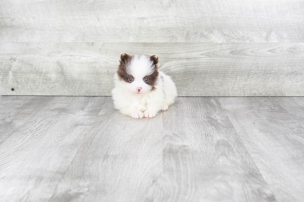 Best Pomeranian Baby