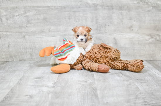 Energetic Yorkie Designer Puppy