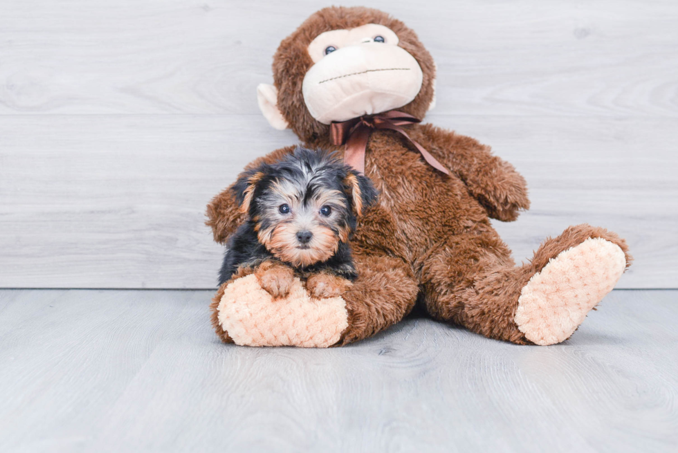 Meet Timmy - our Yorkshire Terrier Puppy Photo 