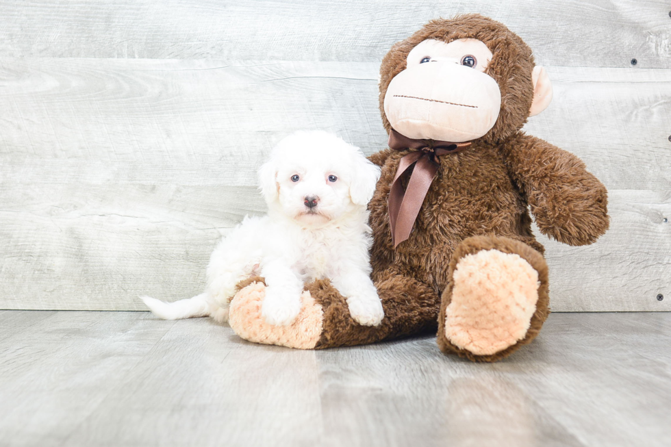 Fluffy Maltipoo Poodle Mix Pup