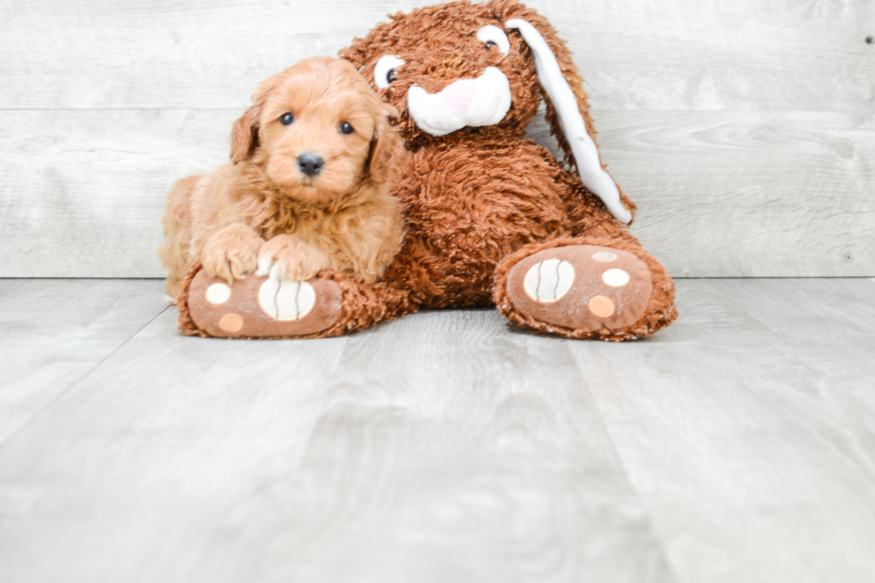 Mini Goldendoodle Puppy for Adoption