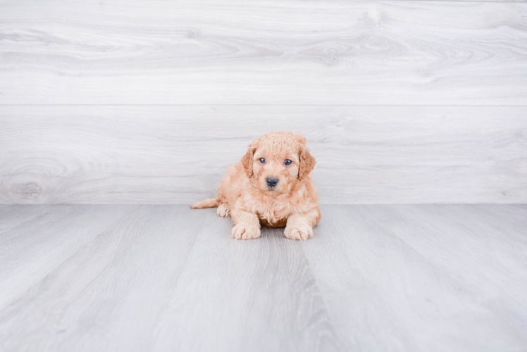 Funny Mini Goldendoodle Poodle Mix Pup