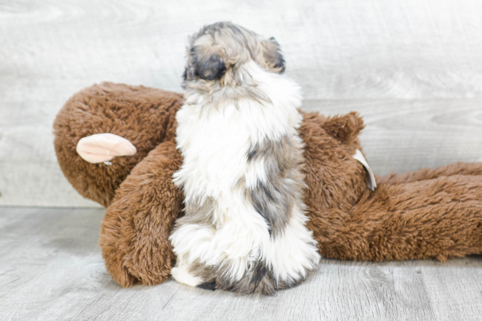 Havanese Puppy for Adoption