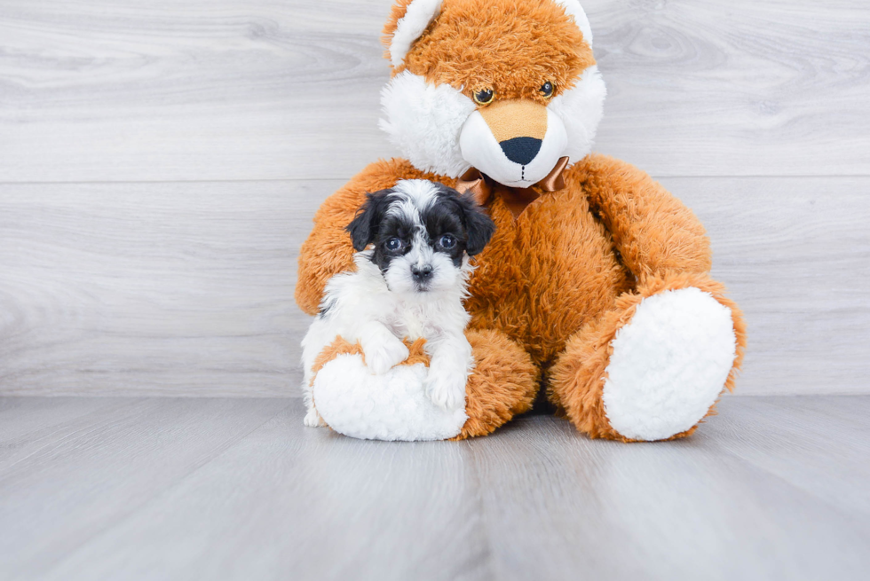 Small Maltipoo Baby