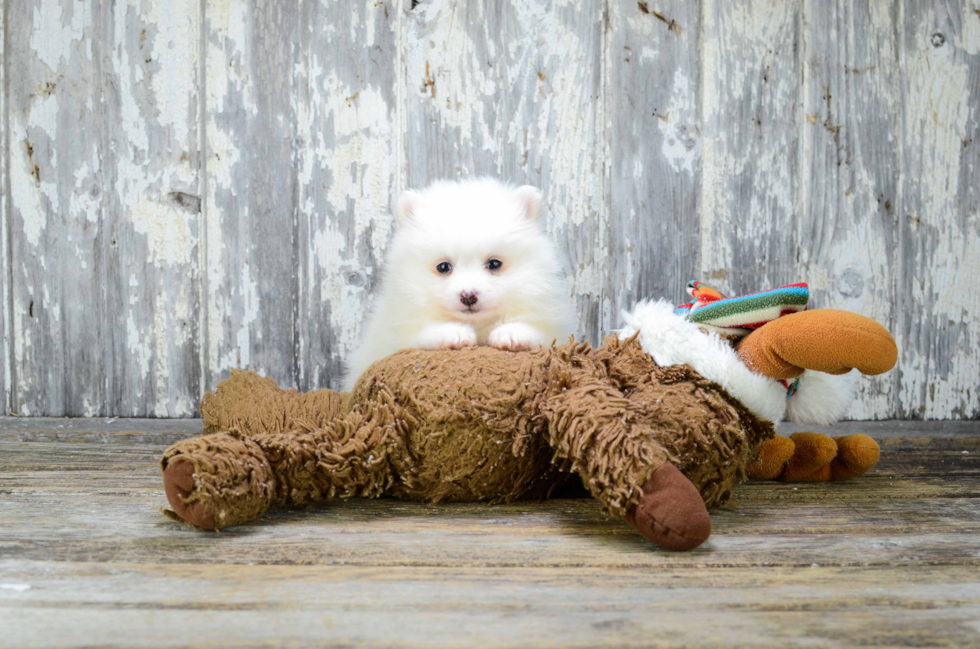 Pomeranian Puppy for Adoption