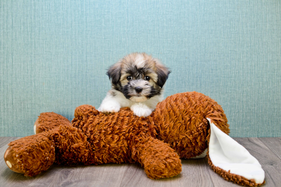 Adorable Havanese Purebred Puppy