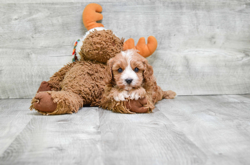 Best Cavapoo Baby