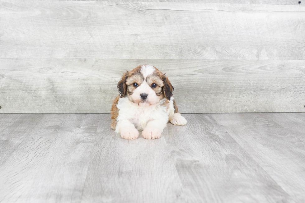 Friendly Cavachon Baby