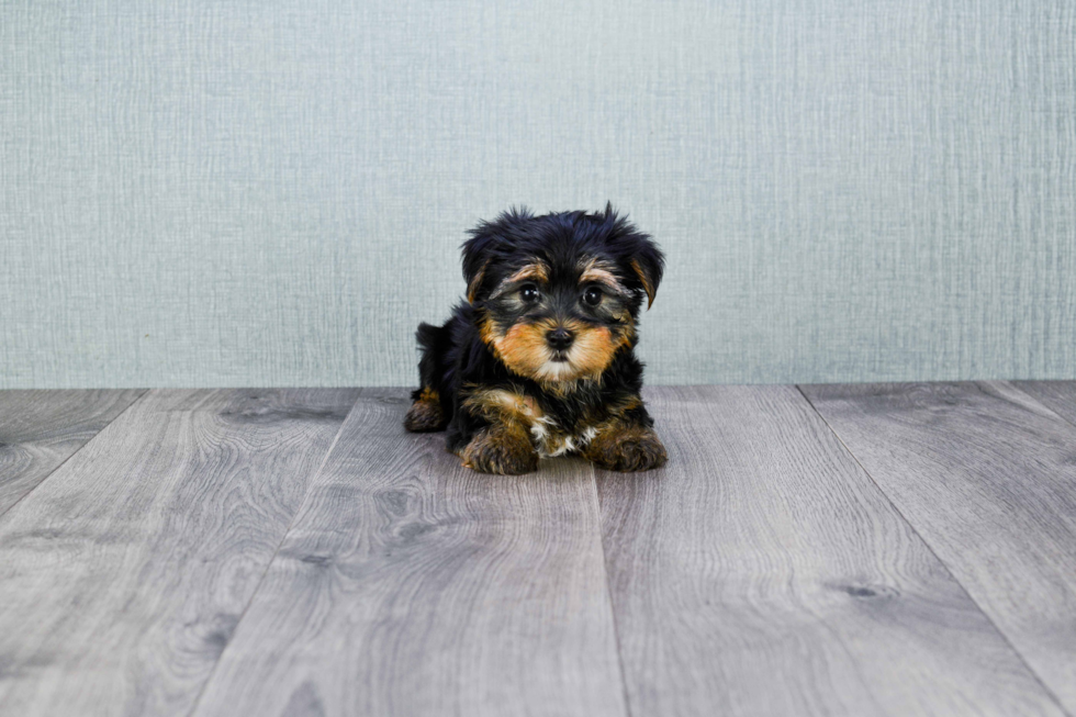 Meet Capone - our Yorkshire Terrier Puppy Photo 