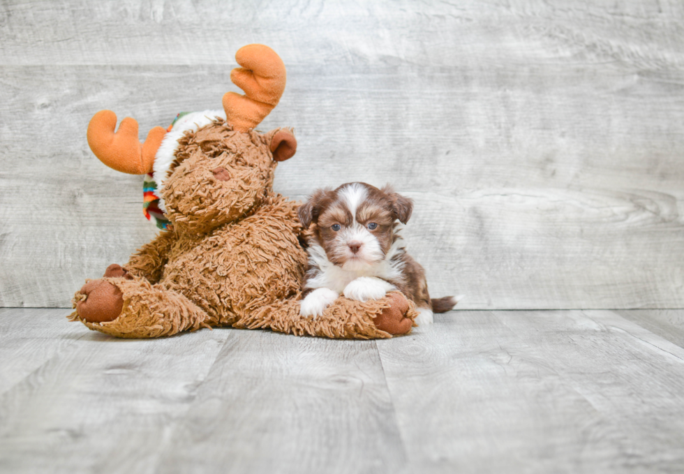 Popular Teddy Bear Designer Pup