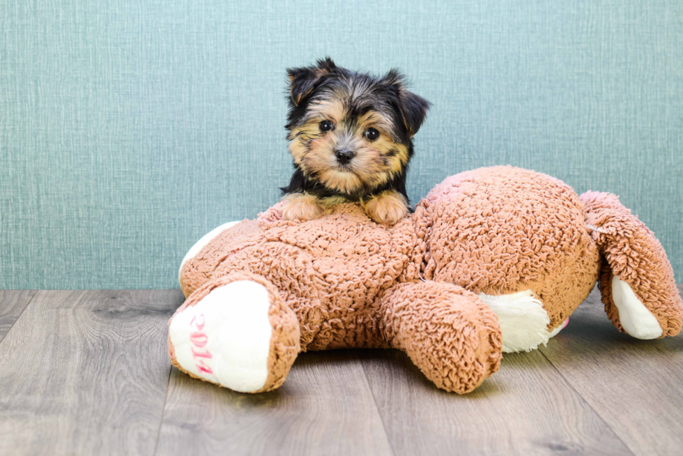 Morkie Pup Being Cute