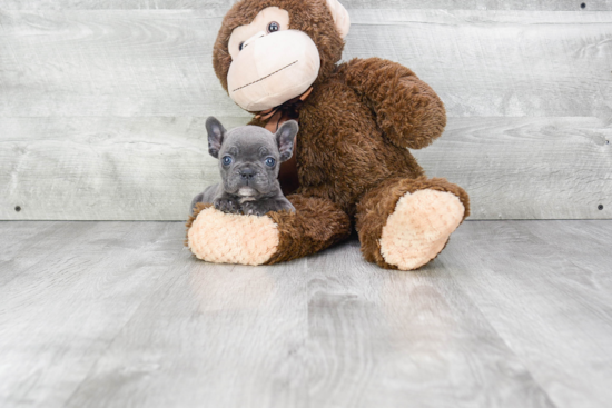 Adorable Frenchie Purebred Puppy