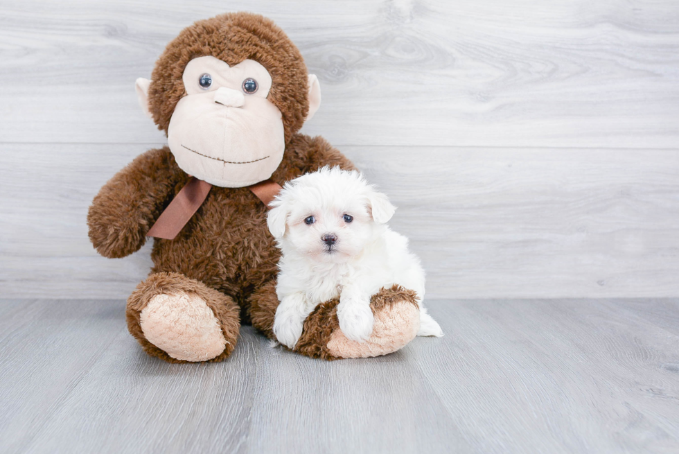 Teddy Bear Pup Being Cute