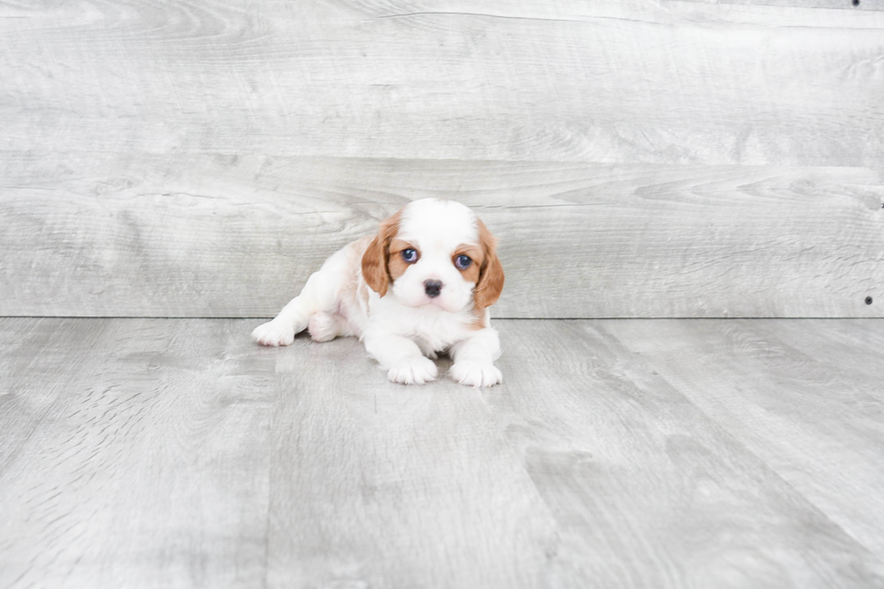 Adorable Cavalier King Charles Spaniel Purebred Puppy