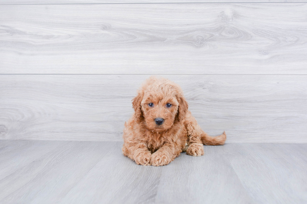 Adorable Golden Retriever Poodle Mix Puppy