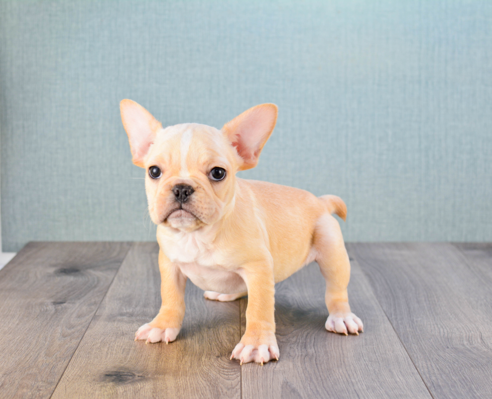 Akc Registered French Bulldog Baby