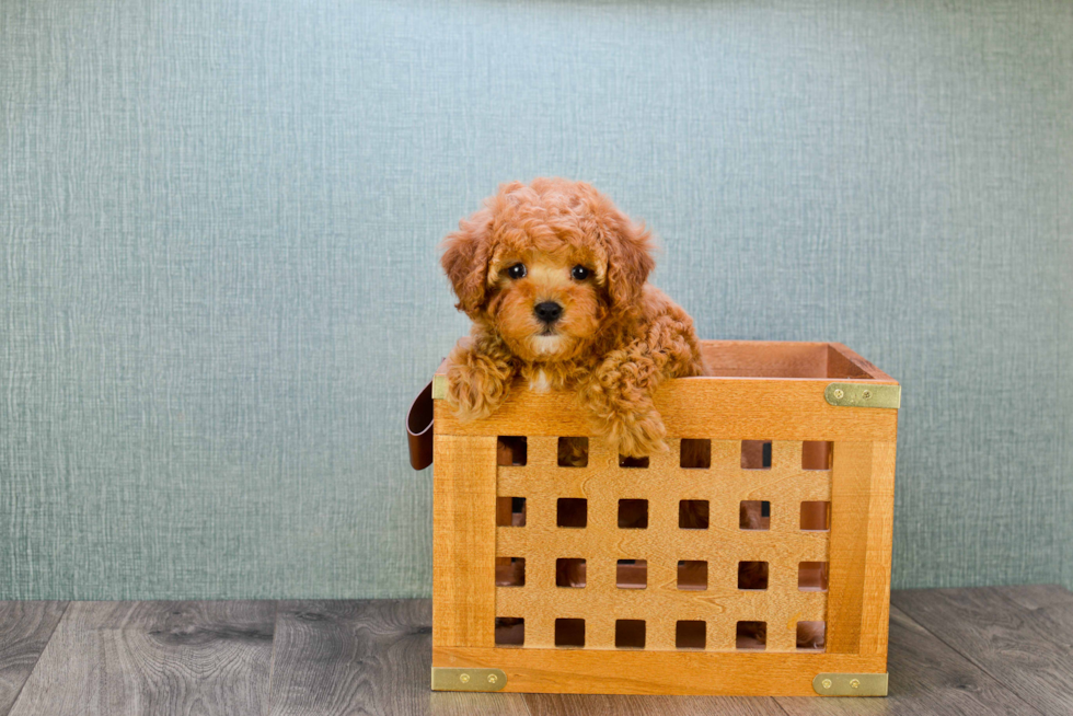 Sweet Cavapoo Baby