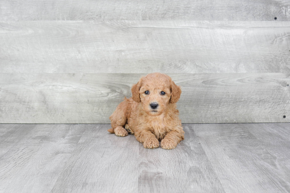 Mini Goldendoodle Puppy for Adoption