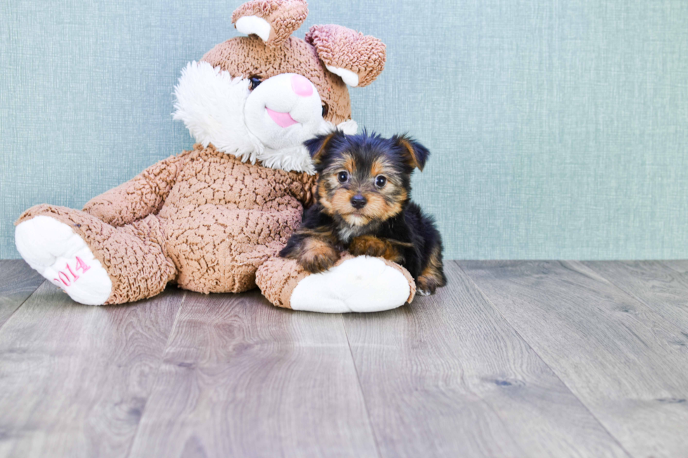 Meet Bella - our Yorkshire Terrier Puppy Photo 