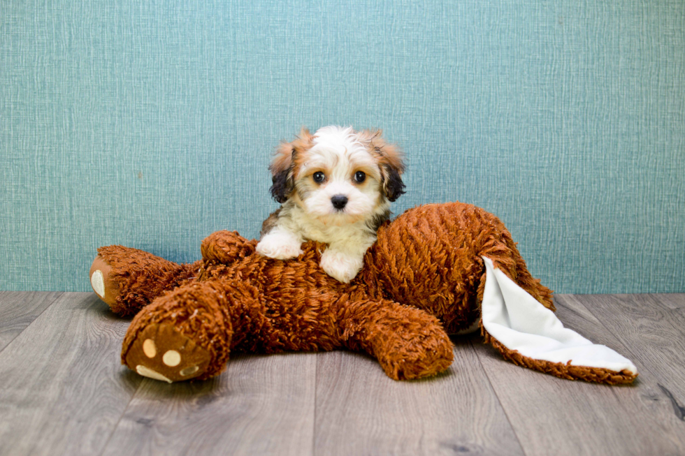 Cute Cavachon Baby