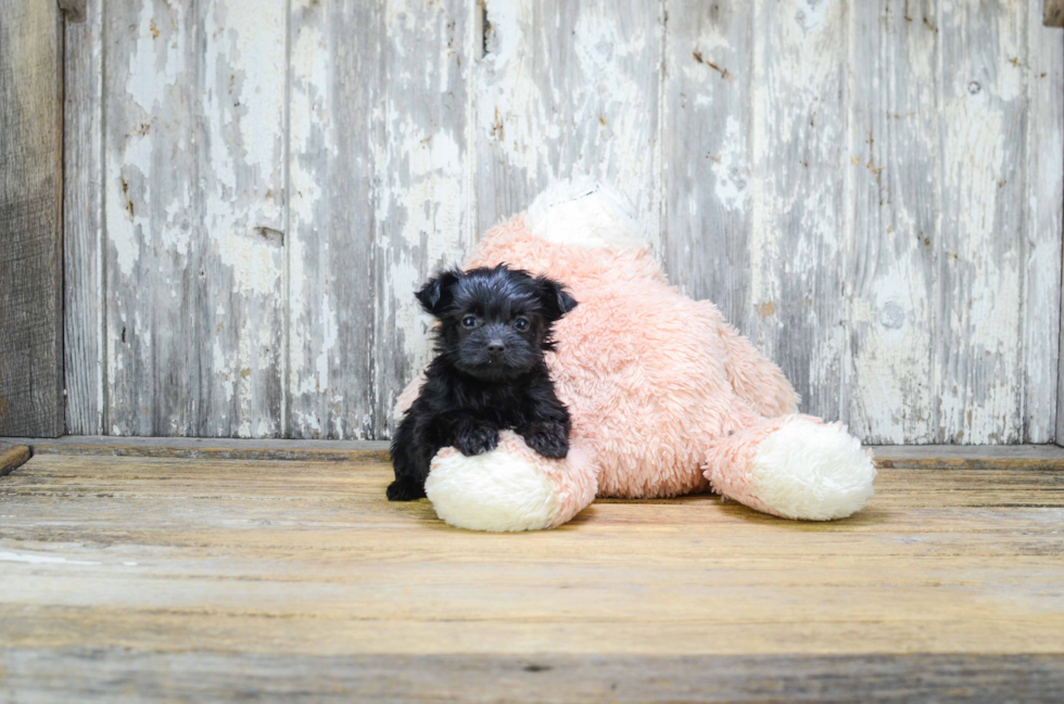 Morkie Pup Being Cute