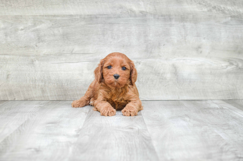 Cockapoo Puppy for Adoption