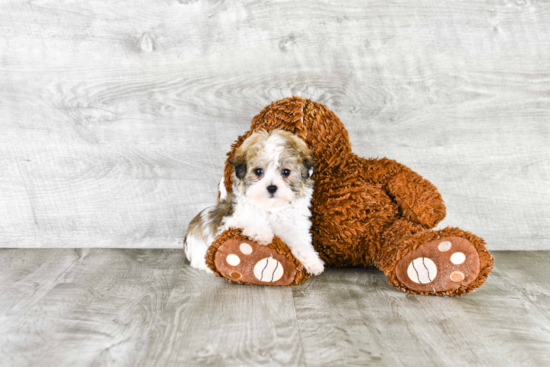 Akc Registered Havanese Baby