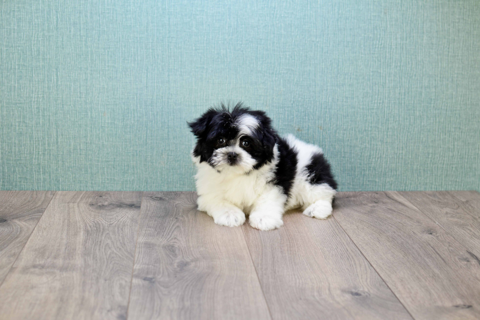 Havanese Pup Being Cute