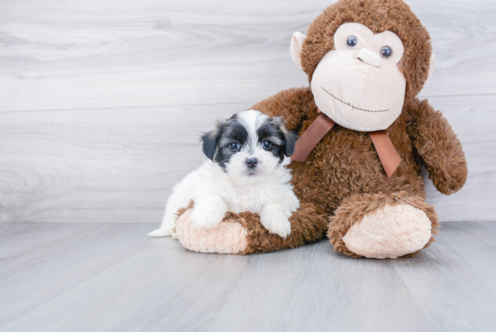 Little Shichon Designer Puppy