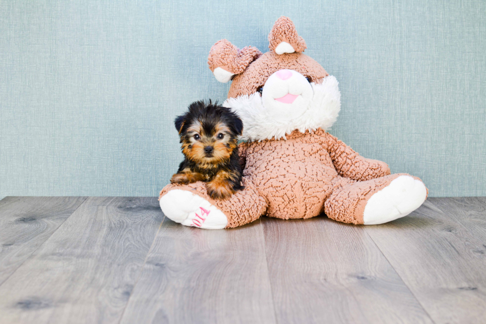 Meet Capone - our Yorkshire Terrier Puppy Photo 