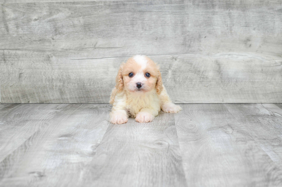 Cavachon Pup Being Cute