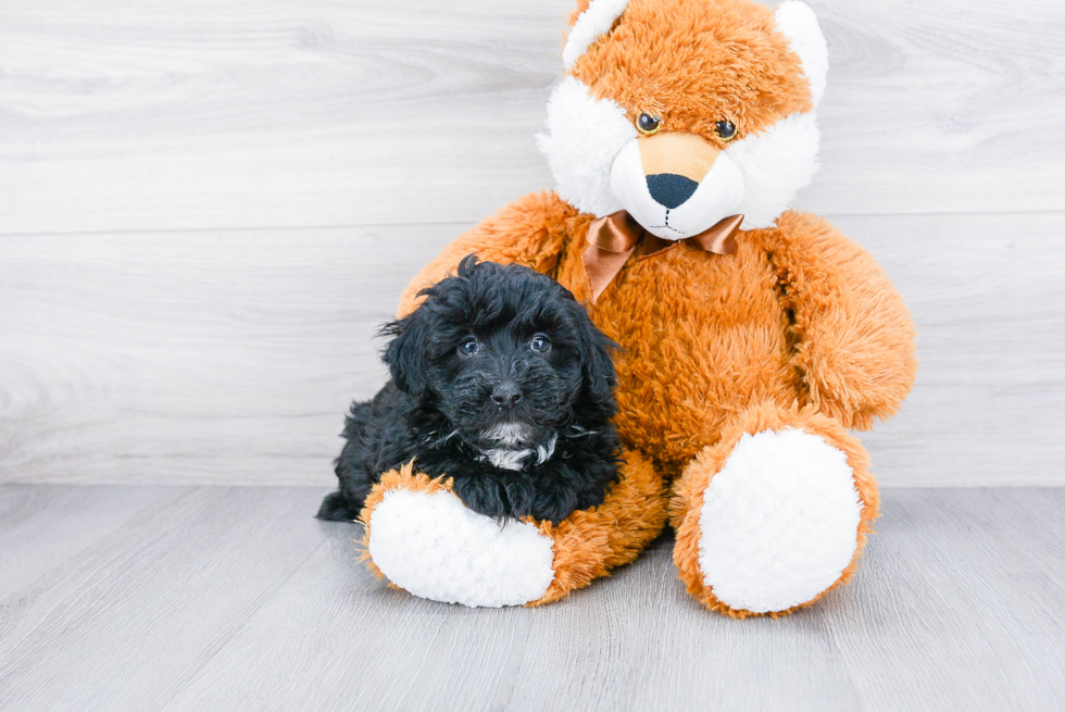 Best Mini Sheepadoodle Baby