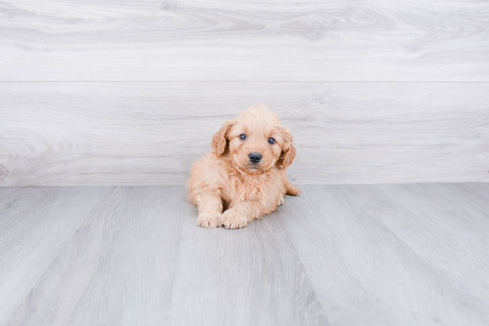 Cute Mini Goldendoodle Baby