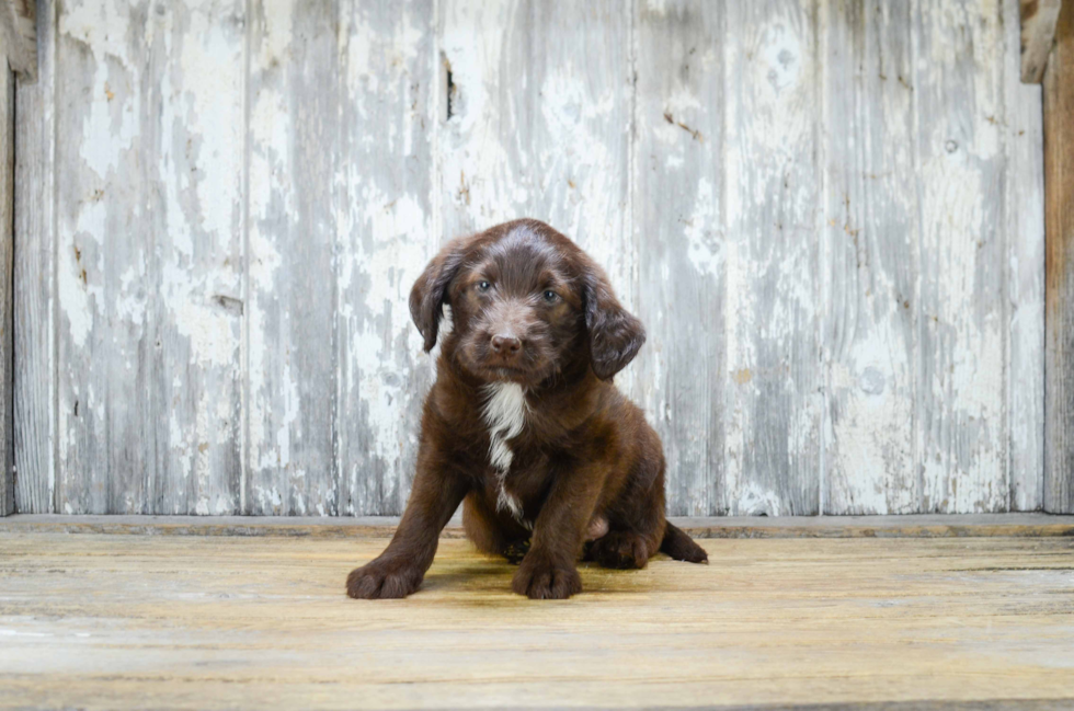 Mini Labradoodle Pup Being Cute