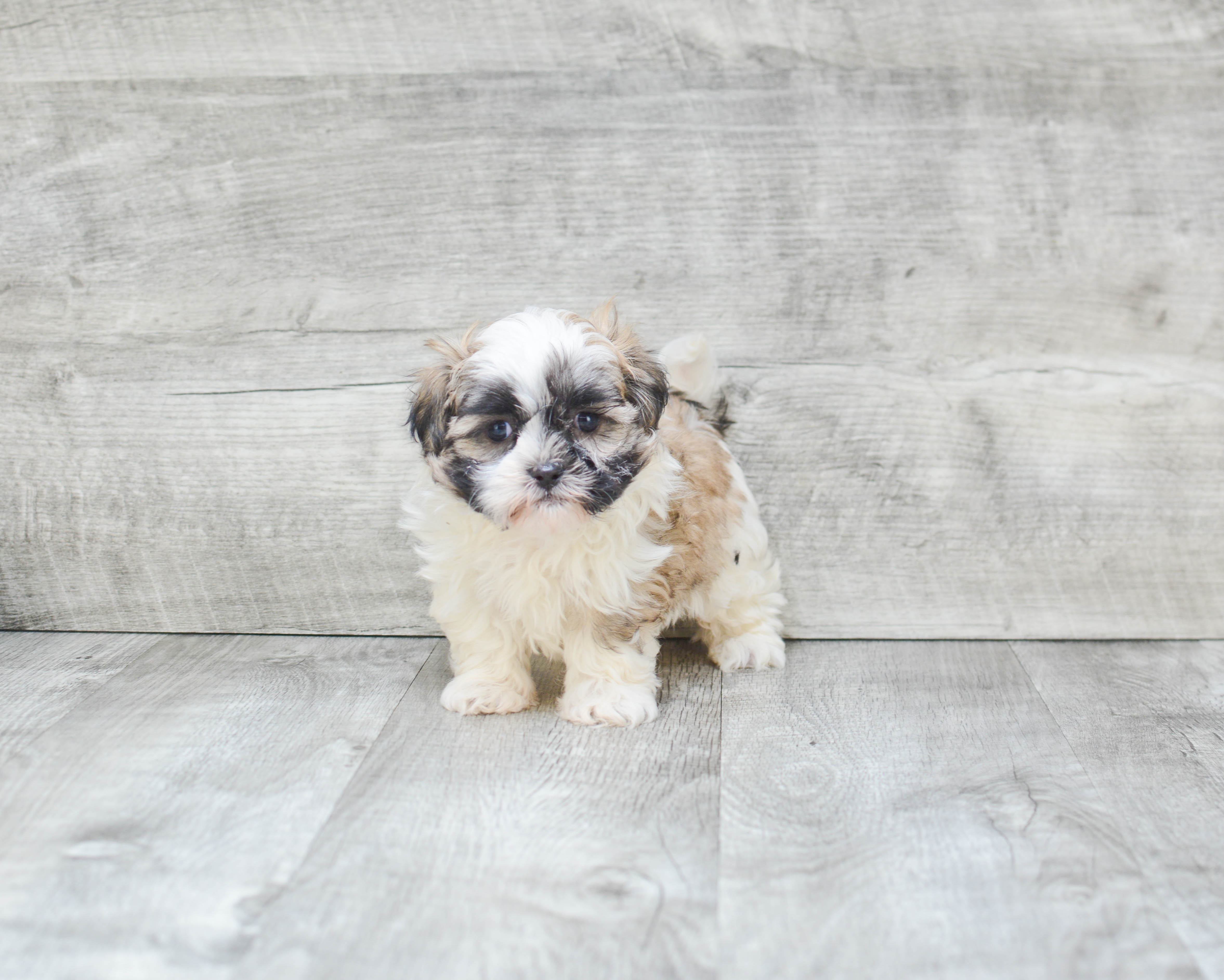 Funny Teddy Bear Designer Pup