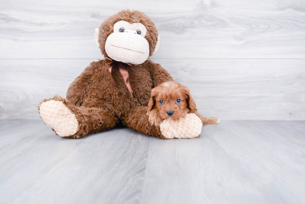 Friendly Cavapoo Baby