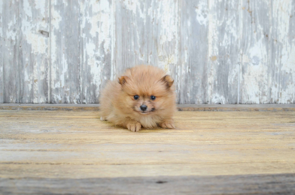 Pomeranian Puppy for Adoption