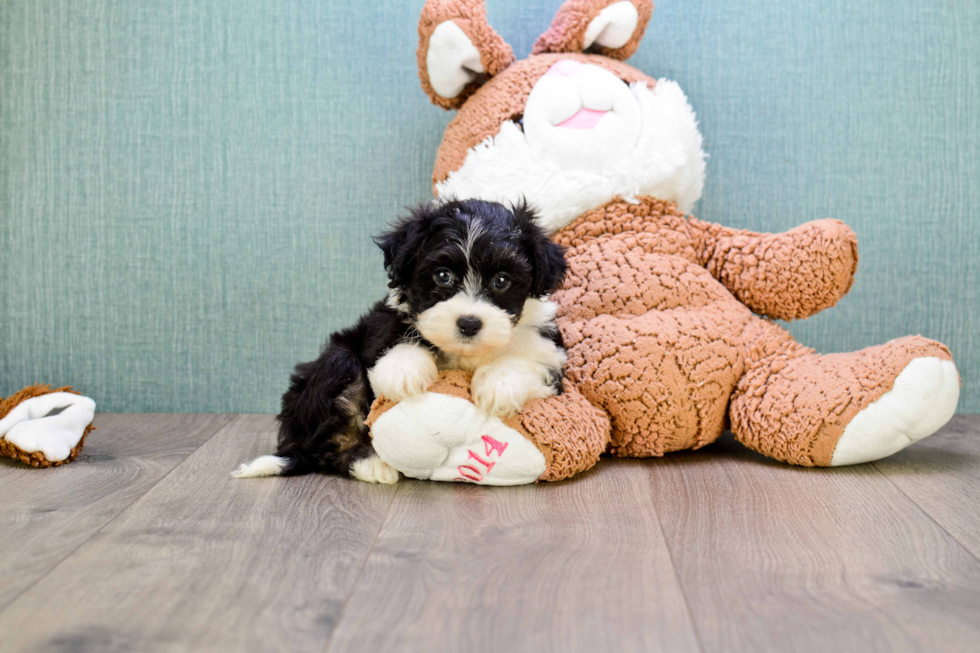 Adorable Havanese Purebred Puppy