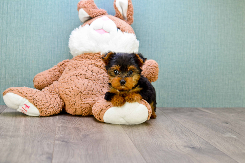 Meet Rascal - our Yorkshire Terrier Puppy Photo 