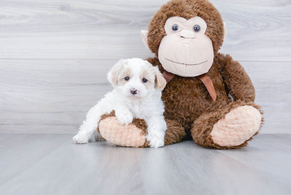 Cute Maltipoo Baby