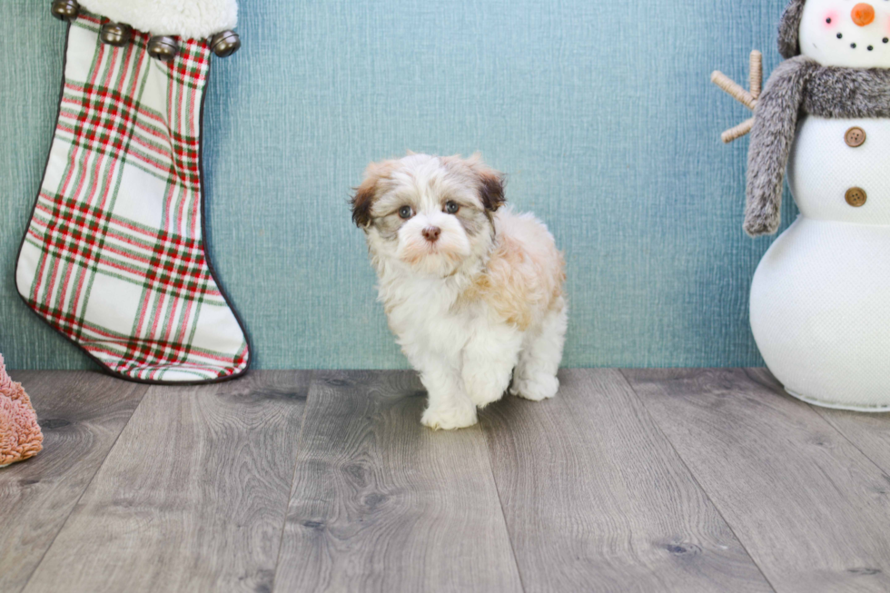 Hypoallergenic Havanese Purebred Pup